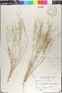 Aristida californica var. glabrata image