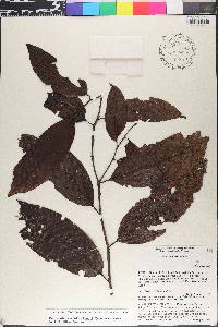 Perrottetia sessiliflora image
