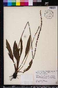 Plantago sparsiflora image