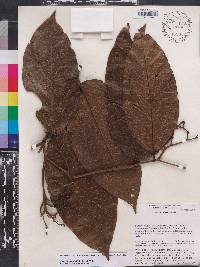 Cordia mexiana image