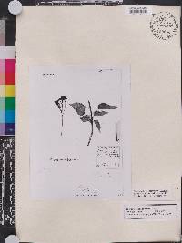 Jatropha integerrima image