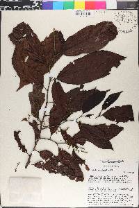 Perrottetia sessiliflora image