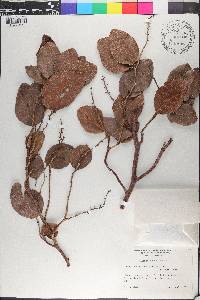 Coccoloba northropiae image