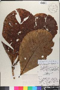 Elaeagia utilis image