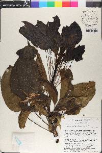 Oreopanax capitatus image