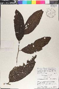 Perrottetia sessiliflora image