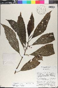 Solanum anceps image