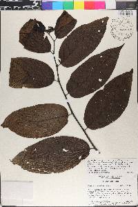Perrottetia sessiliflora image