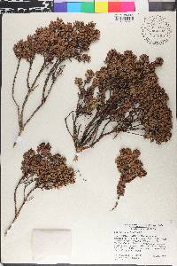 Eugenia alpina image