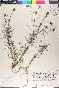 Spermacoce verticillata image