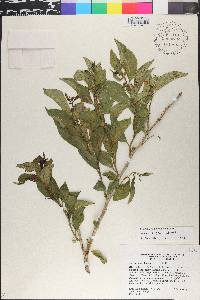Solanum nudum image