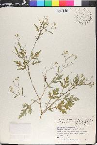 Parthenium hysterophorus image