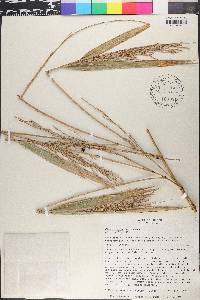 Olmeca recta image