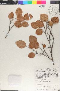 Coccoloba krugii image