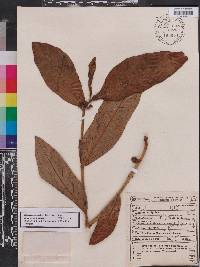 Jatropha elliptica image