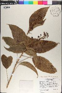 Oreopanax capitatus image