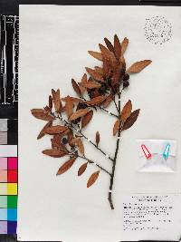 Persea humilis image