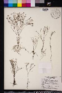 Stipulicida setacea image