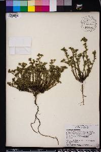 Polypremum procumbens image