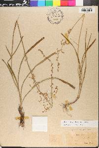 Stenanthium gramineum image