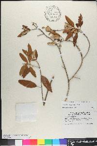 Miconia longicollis image