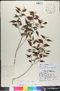 Miconia miguelfuertesii image