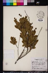 Bejaria racemosa image