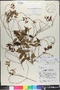 Miconia miguelfuertesii image