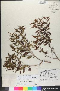 Miconia miguelfuertesii image