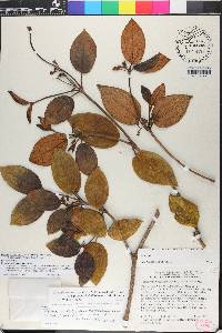 Miconia macrocarpa subsp. tuerckheimii image