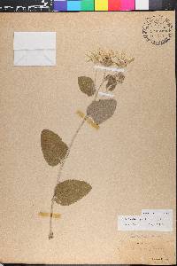Berlandiera pumila image
