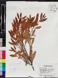 Persea humilis image