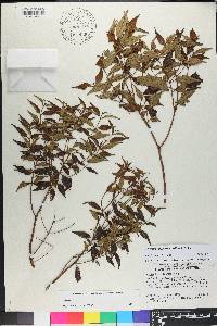 Miconia miguelfuertesii image