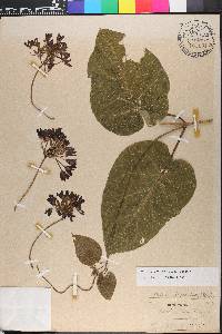 Matelea obliqua image