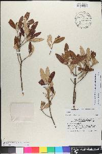 Miconia longicollis image