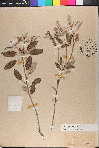 Croton argyranthemus image