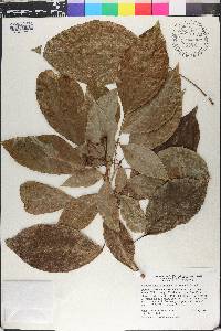 Dendropanax arboreus image