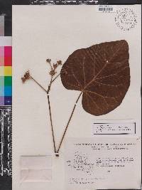 Jatropha curcas image