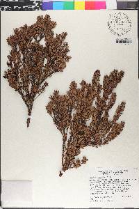 Eugenia alpina image