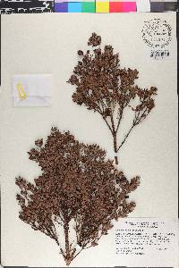 Eugenia alpina image