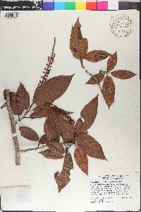 Coccoloba longifolia image