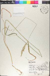 Arrhenatherum elatius image