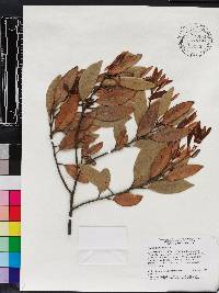 Persea humilis image