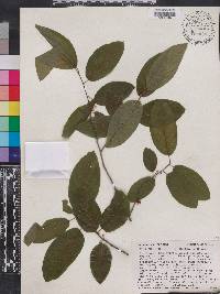 Ilex amelanchier image