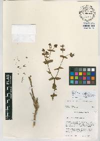 Euphorbia rosescens image