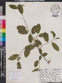 Ilex amelanchier image