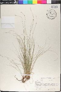 Carex eburnea image