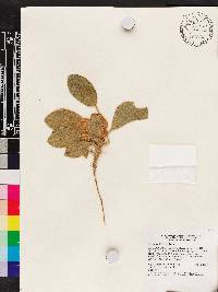 Lupinus diffusus image