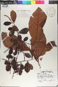 Coccoloba pauciflora image