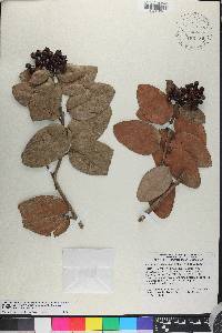 Vaccinium racemosum image